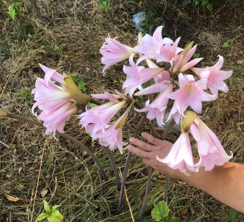 Pink Flowers Held By Hand