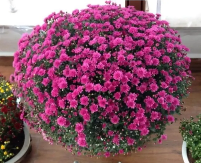 Pink Flowers In A Pot