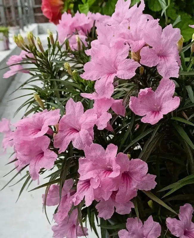 Pink Flowers In Bloom