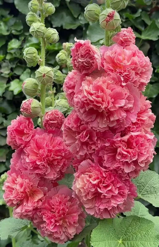 Pink Flowers In Full Bloom