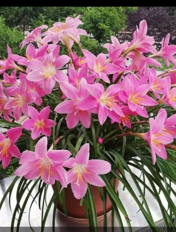 Pink Flowers In Full Bloom