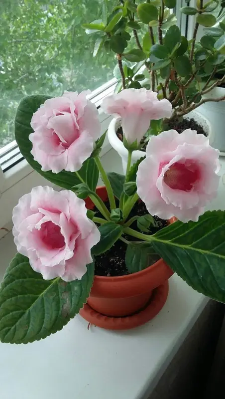 Pink Flowers In Pot