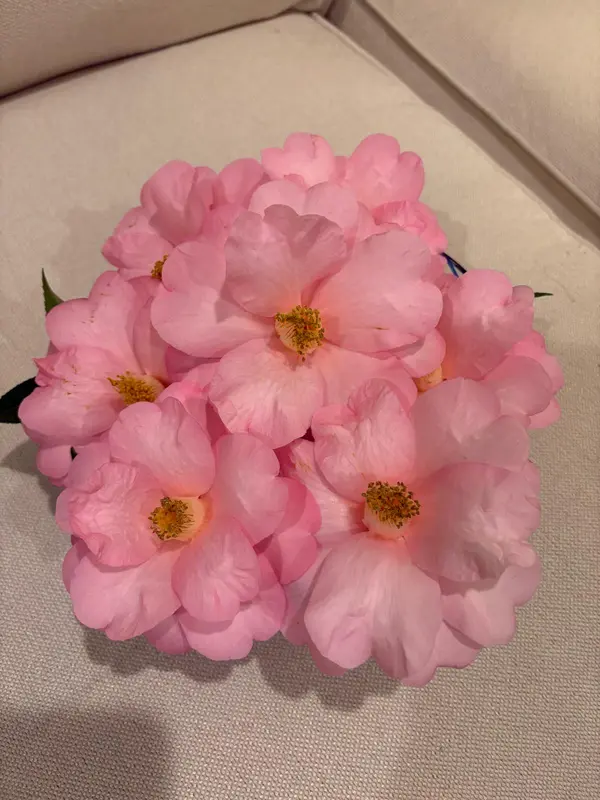 Pink Flowers On Fabric