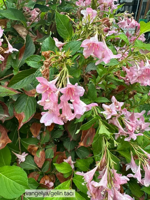 Pink Flowers On Green Leaves