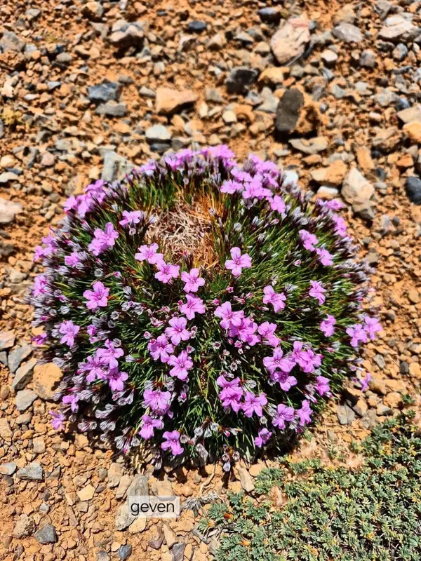 Pink Flowers On Rocky Ground
