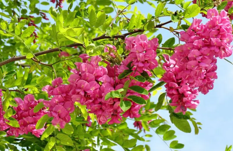 Pink Flowers On Tree Branch