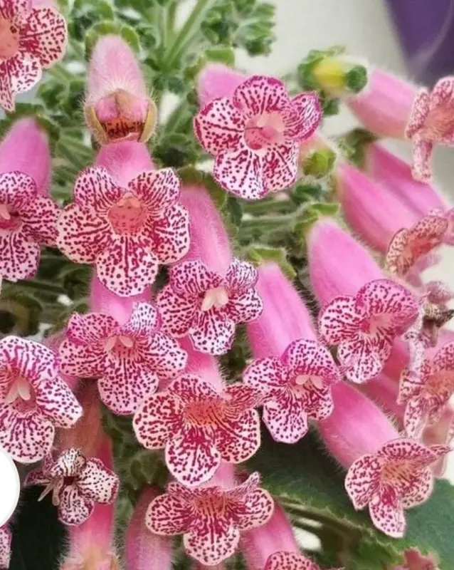 Pink Flowers Spotted Details