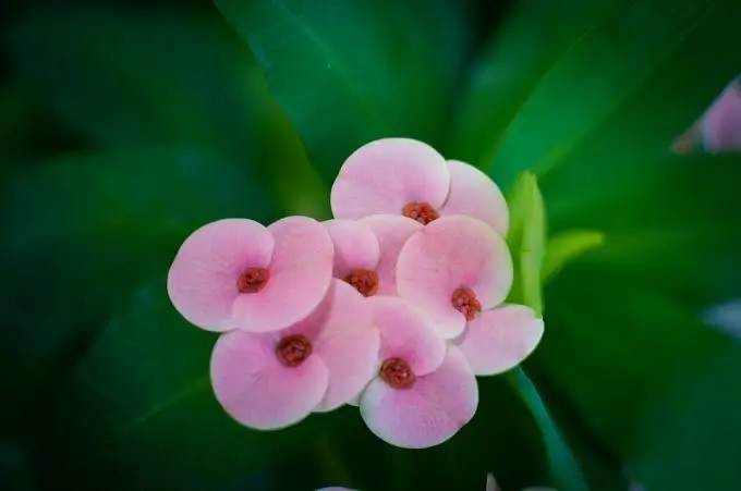 Pink Flowers With Green Leaves