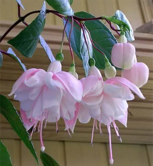 Pink Fuchsia Flowers Close-up