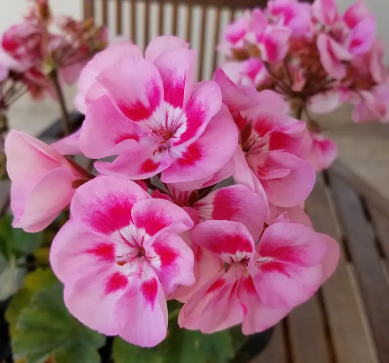 Pink Geranium Flowers Close-Up