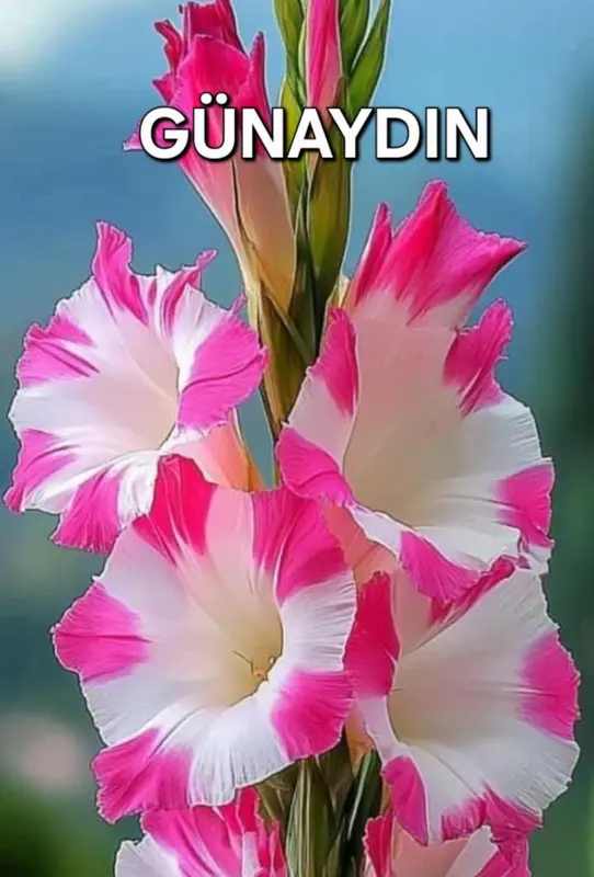 Pink Gladiolus Good Morning