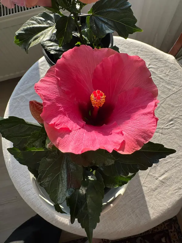 Pink Hibiscus On White Table