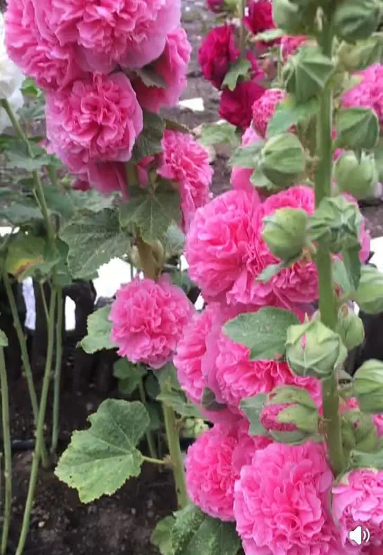 Pink Hollyhock Blossoms Up Close