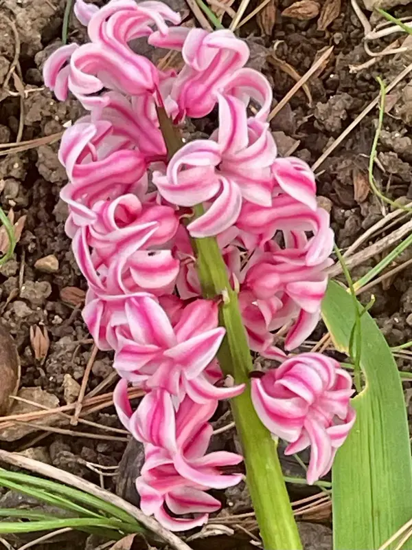 Pink Hyacinth In Soil