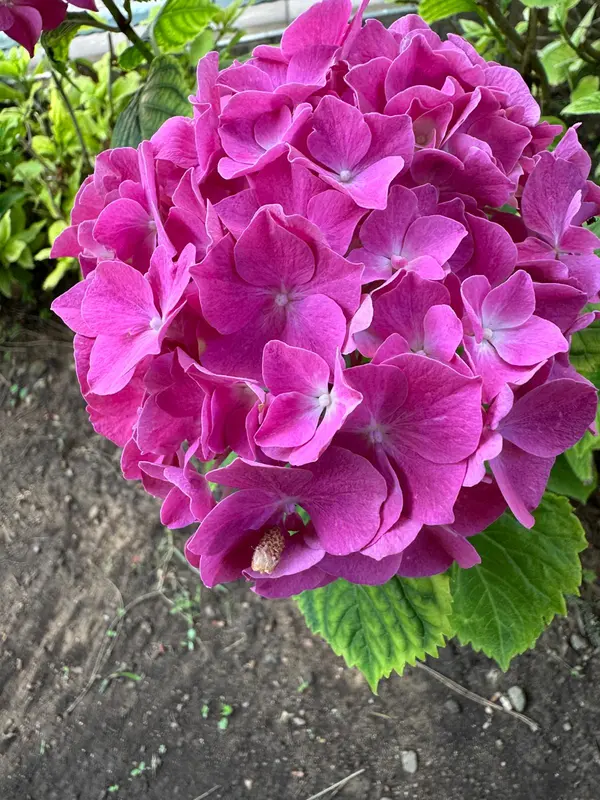 Pink Hydrangea Blossom Close-Up