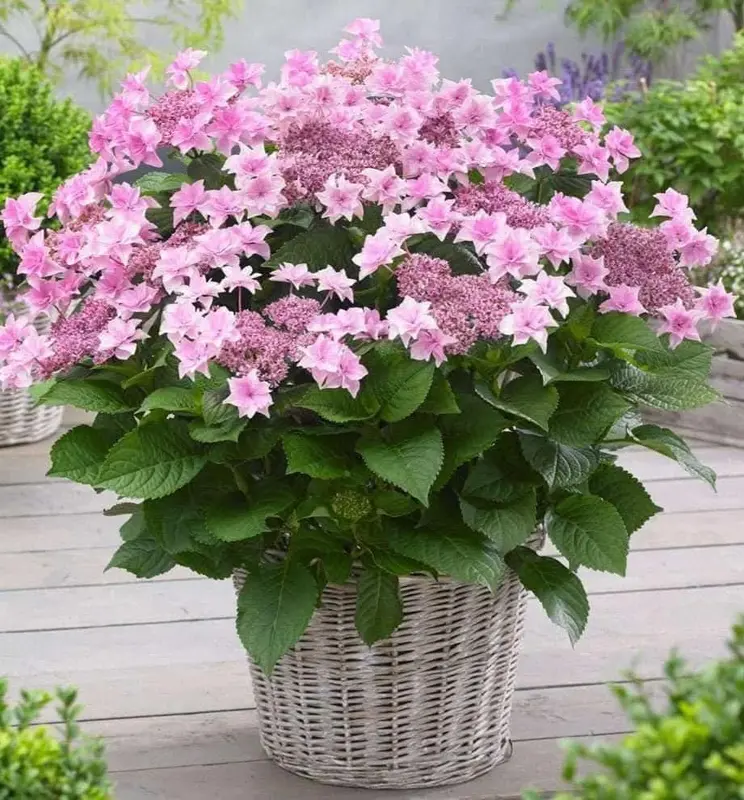 Pink Hydrangea In Basket