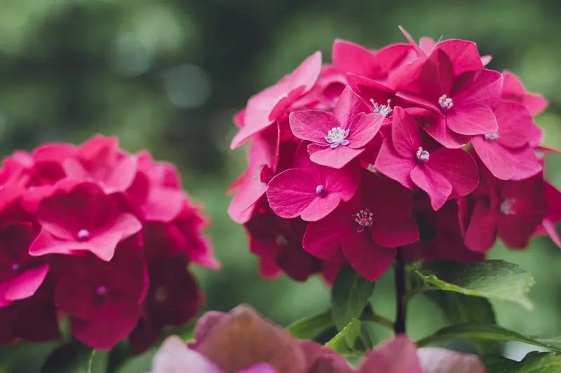 Pink Hydrangeas In Bloom