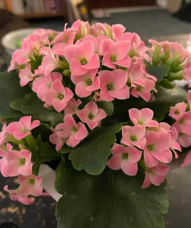 Pink Kalanchoe Blooms Close-up