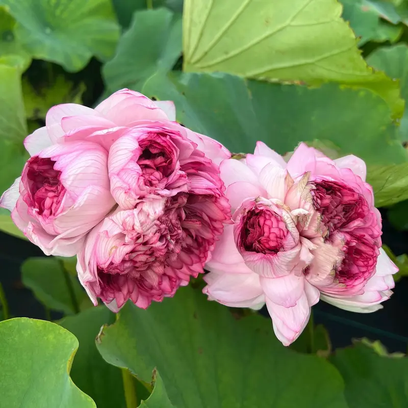 Pink Lotus Flowers And Leaves