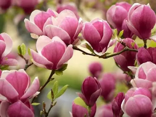 Pink Magnolias In Full Bloom