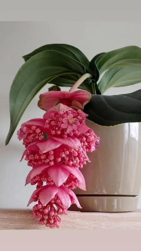 Pink Medinilla Flower In Pot