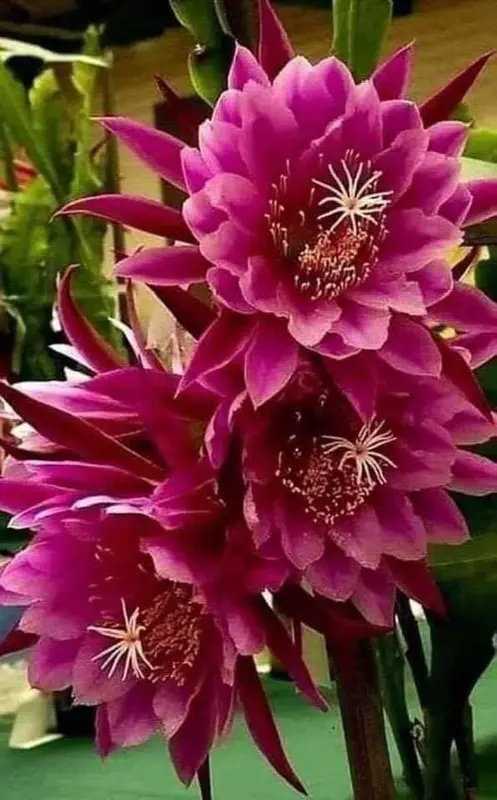 Pink Orchid Blooms, Close Up
