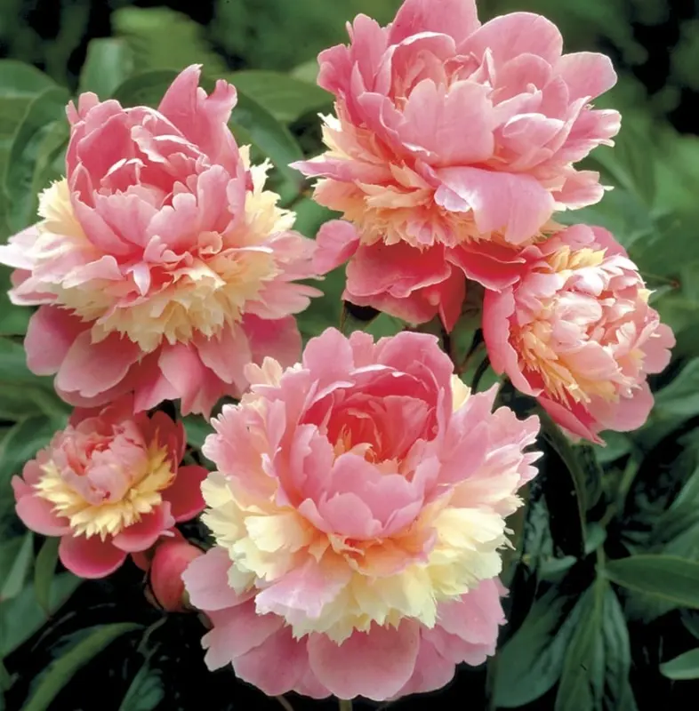 Pink Peonies In Full Bloom