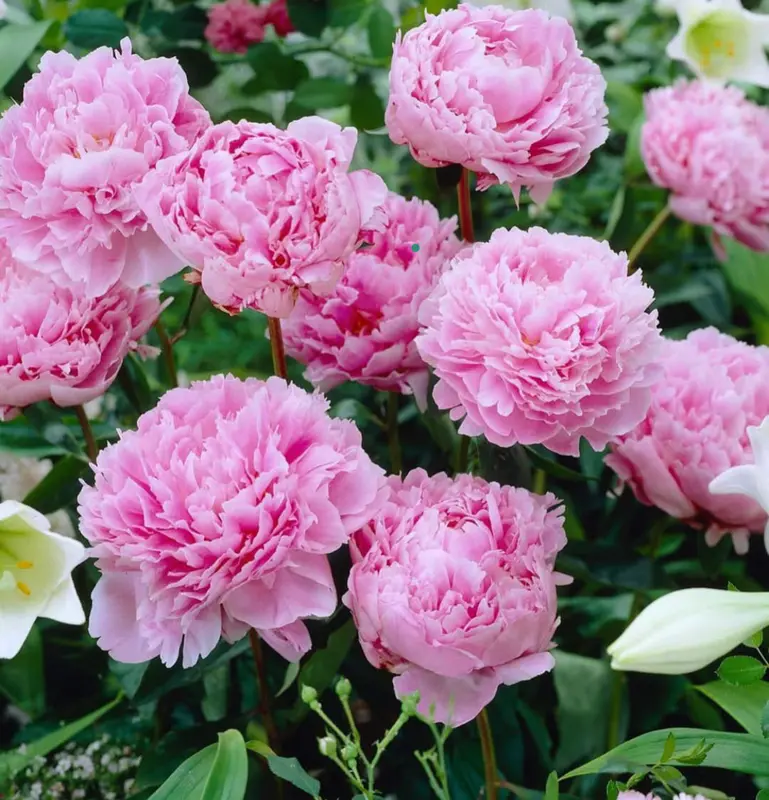 Pink Peonies In Full Bloom