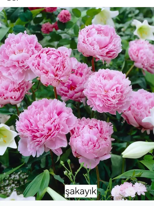 Pink Peonies In Full Bloom