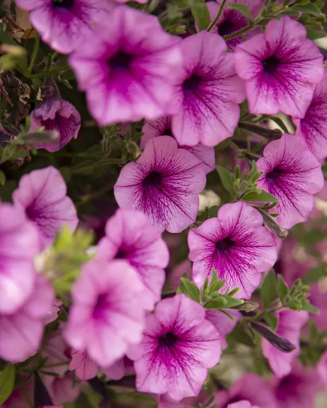 Pink Petunias In Full Bloom