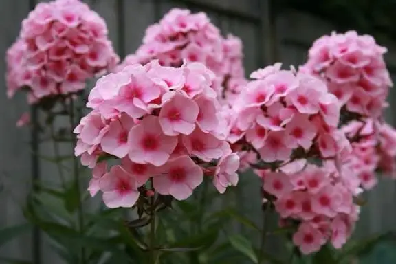 Pink Phlox Flowers Close Up