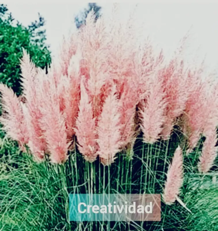Pink Plume Grass