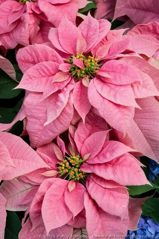 Pink Poinsettia Blooms Close Up