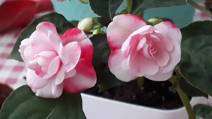 Pink Potted Begonia Blooms Close
