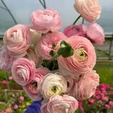 Pink Ranunculus Bouquet Close-up