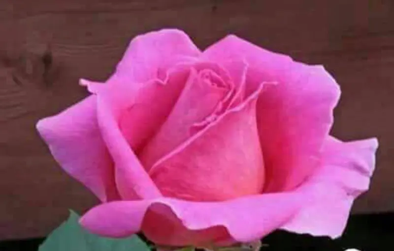 Pink Rose In Bloom