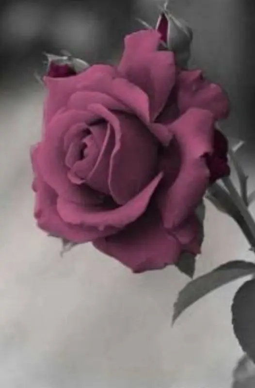 Pink Rose In Grayscale Contrast