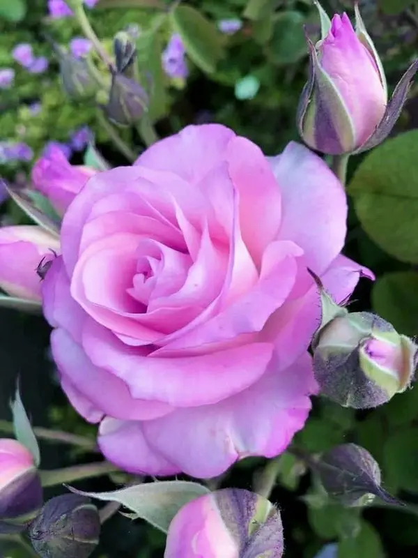 Pink Rose With Buds