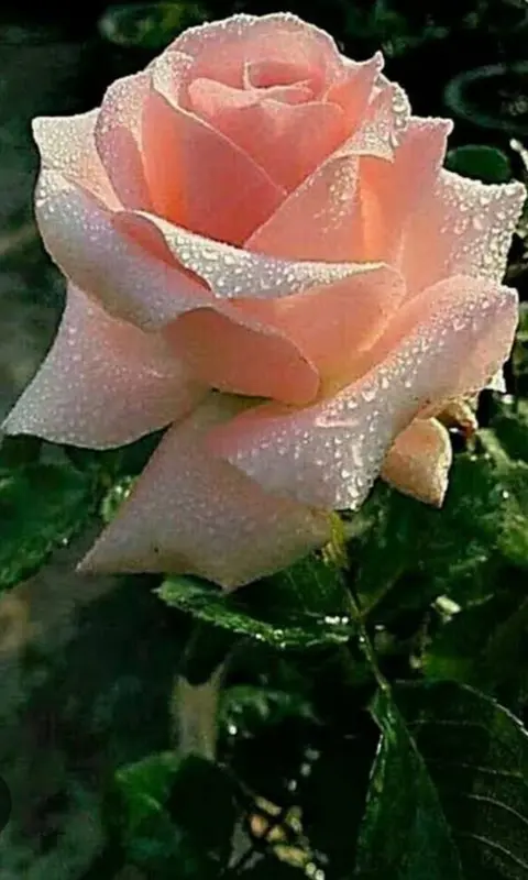 Pink Rose With Droplets