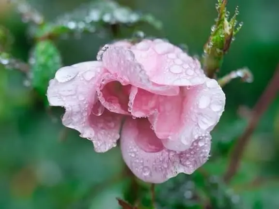 Pink Rose With Raindrops