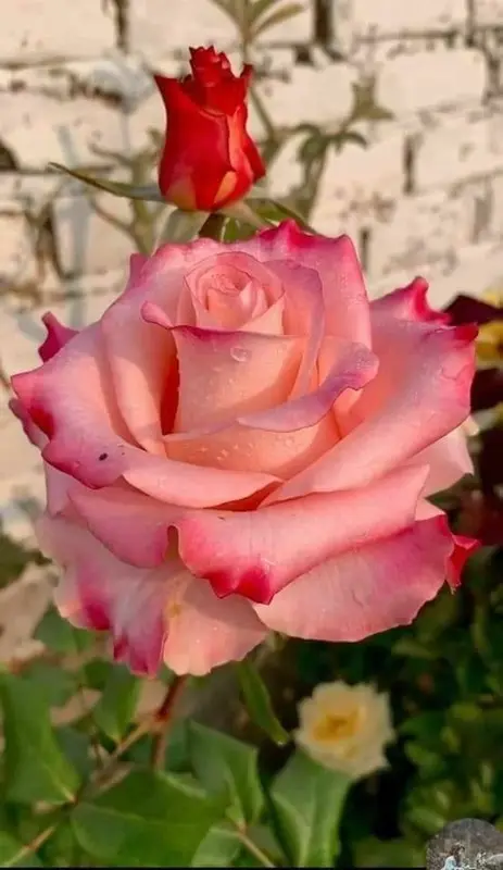 Pink Rose With Red Tips