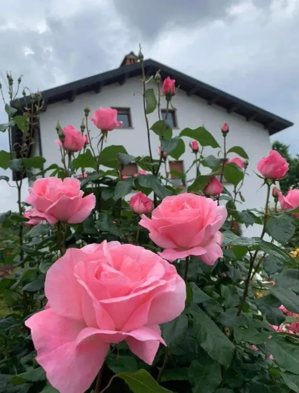 Pink Roses And White House