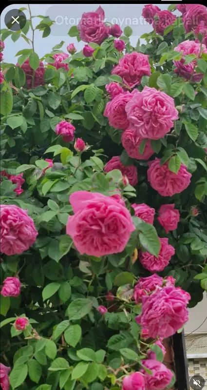 Pink Roses Blooming In Bush