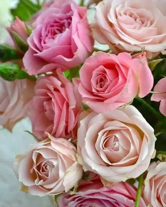 Pink Roses Blooming In Close-up