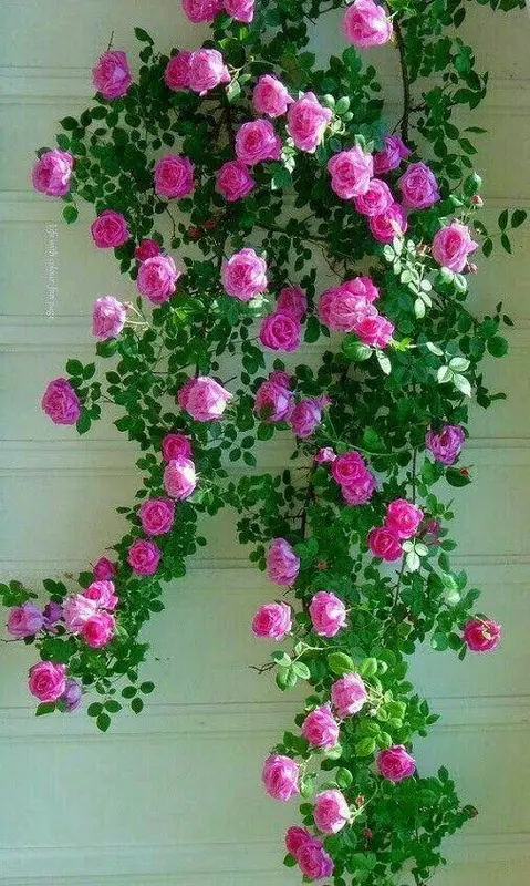Pink Roses Climbing The Wall
