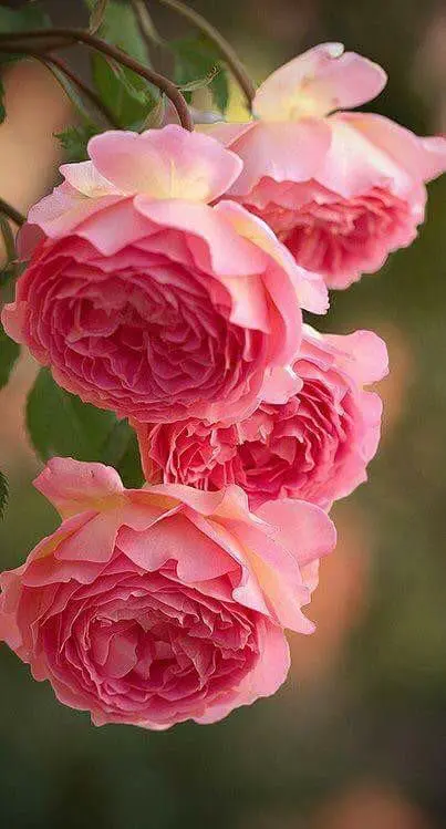 Pink Roses In Bloom