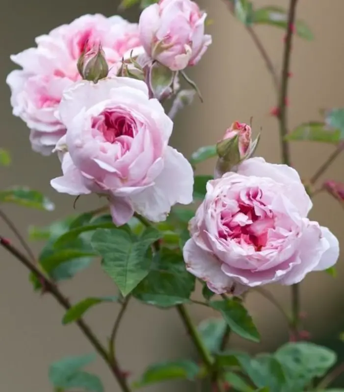 Pink Roses In Bloom