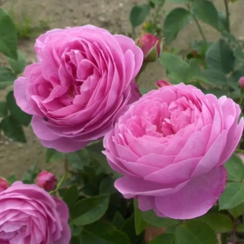 Pink Roses In Bloom