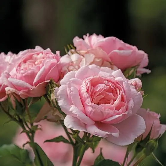 Pink Roses In Bloom