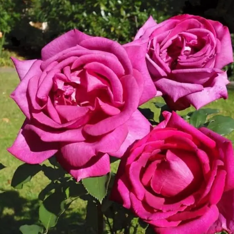 Pink Roses In Full Bloom